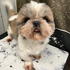 シーズー（わんくん、代理投稿です） - 犬