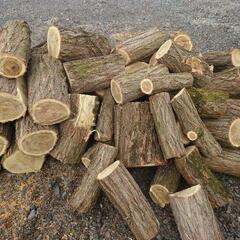 ニセアカシア丸太