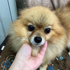 ポメラニアン（きのこ、代理投稿です）