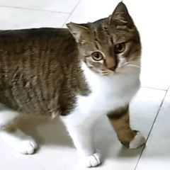 真丸お目目優しいシロキジの男の子♪