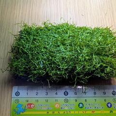 アクアリウム　水草リシア　約10cm×約5cm 1個