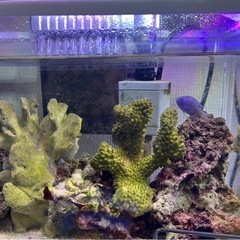 （取引中）海水魚　スズメダイ　ヤドカリ　熱帯魚　