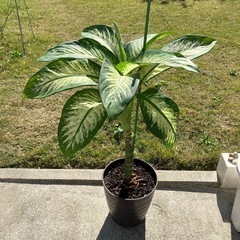 風水・空気浄化🌱ディフェンバキア