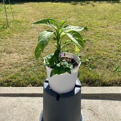 風水・空気浄化🌱ディフェンバキア