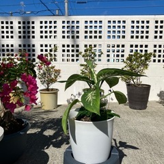 風水・空気浄化🌱ディフェンバキアの画像