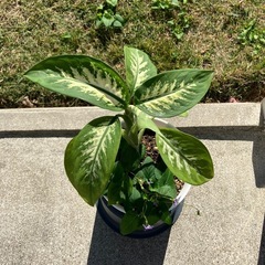 風水・空気浄化🌱ディフェンバキアの画像