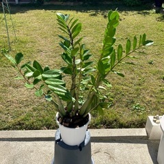 金運🌿ザミオクルカス