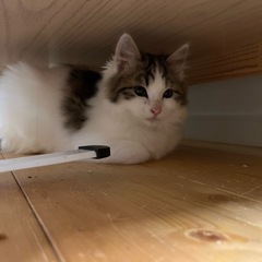【決まりました】長毛子猫ちゃん。女の子です。2匹。 - 猫