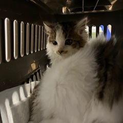 【決まりました】長毛子猫ちゃん。女の子です。2匹。 - 里親募集