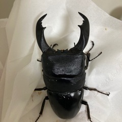 クワカブの仲間を募集したいと思います！ − 長崎県
