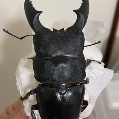 クワカブの仲間を募集したいと思います！