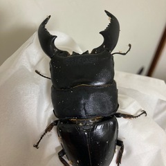 クワカブの仲間を募集したいと思います！ - チャット