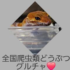 爬虫類どうぶつ雑談グルチャ❤メンバー様募集！