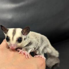 【ご家族様決まりました♪】 フクロモモンガ プラチナ 男の子