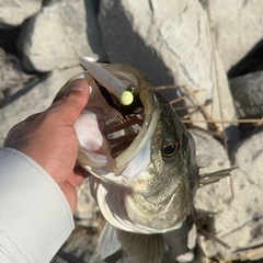 釣り仲間🙌