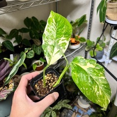 観葉植物　モンステラ　レクレリアナ  バリエガータ