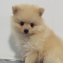 ポメラニアンクリーム