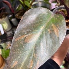 残り1株　観葉植物　フィロデンドロン  オレンジプリンセス
