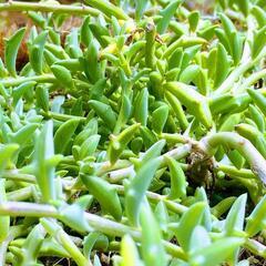 ドルフィンネックレス🐬多肉植物　終了です