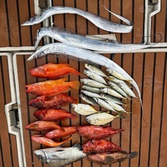 相模湾　プレジャーボート釣り🎣