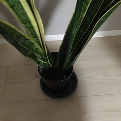 サンスベリア　観葉植物の画像