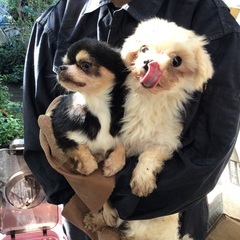 成犬 チワワなどの小型犬や猫 - 犬