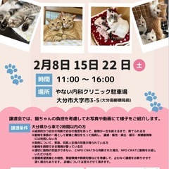 2月猫ちゃん譲渡会　8日15日22日