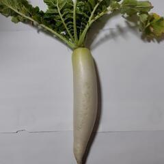 家庭菜園新鮮野菜♪