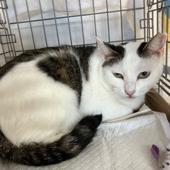 💞動画付💞可愛い鳴き声が特徴の女の子 - 猫