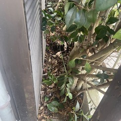 庭の雑草取り