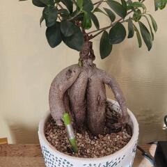 【お渡し決定】観葉植物 ガジュマル
