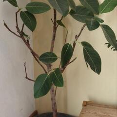 【お渡し決定】観葉植物 ゴムの木
