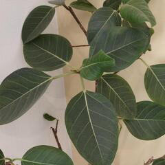 【お渡し決定】観葉植物 ゴムの木の画像