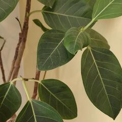 【お渡し決定】観葉植物 ゴムの木の画像