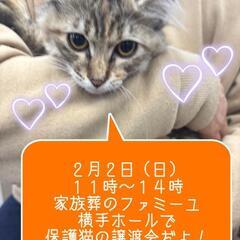 😸抱っこOK🎵触れ合いOK🎵保護猫譲渡会😺