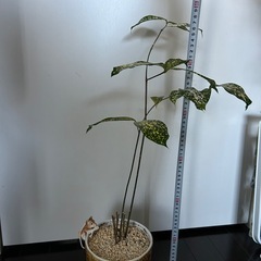 観葉植物　ドラセナの画像