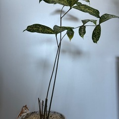 観葉植物　ドラセナの画像