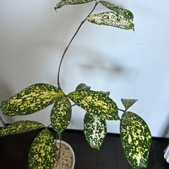 観葉植物　ドラセナ
