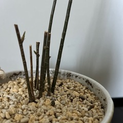 観葉植物　ドラセナの画像