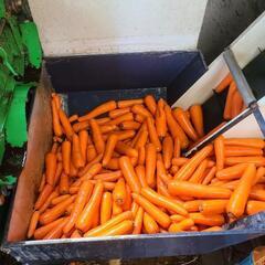 ❗🥕❕大好評っ❕🥕❗美味しいにんじんの画像