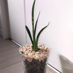 🪴観葉植物『サンスベリア　ミカド』　ハイドロカルチャーの画像