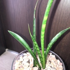 🪴観葉植物『サンスベリア　ミカド』　ハイドロカルチャーの画像