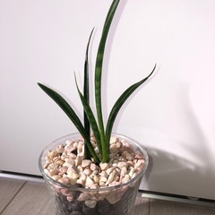 🪴観葉植物『サンスベリア　ミカド』　ハイドロカルチャーの画像