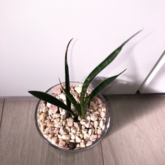 🪴観葉植物『サンスベリア　ミカド』　ハイドロカルチャーの画像