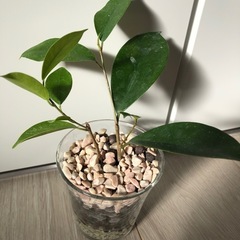 🪴観葉植物　『ガジュマル』　ハイドロカルチャーの画像
