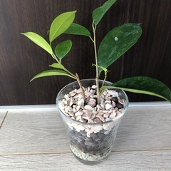 🪴観葉植物　『ガジュマル』　ハイドロカルチャー