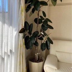 【無料】　観葉植物　2つ