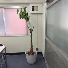 枯れかけのパキラ　観葉植物大鉢