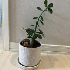 観葉植物 5