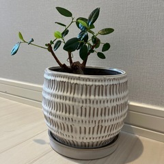 観葉植物 4